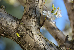 fleur de prunier