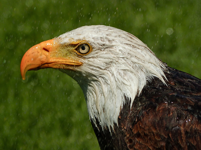 Bald Eagle getting a hosepipe shower