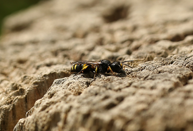 Wasp from Hole
