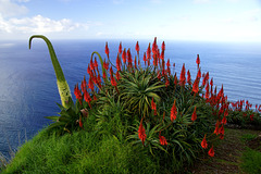 Red flowers of Candelabra Aloe in Madeira (Portugal)