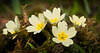 Die Erdprimel (Primula vulgaris) hat ihren Platz neben dem Bach gefunden :))   The primrose (Primula vulgaris) has found its place next to the stream :))   La primevère (Primula vulgaris) a trouvé sa place à côté du ruisseau :))