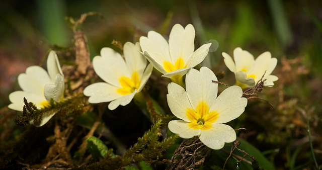 Die Erdprimel (Primula vulgaris) hat ihren Platz neben dem Bach gefunden :))   The primrose (Primula vulgaris) has found its place next to the stream :))   La primevère (Primula vulgaris) a trouvé sa 