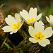 Die Erdprimel (Primula vulgaris) hat ihren Platz neben dem Bach gefunden :))   The primrose (Primula vulgaris) has found its place next to the stream :))   La primevère (Primula vulgaris) a trouvé sa place à côté du ruisseau :))