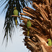 Israel, Eilat, Three Small Green Parrots