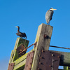 Cormorant & Heron