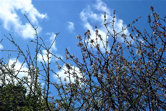 Blue skies and blossom - bliss
