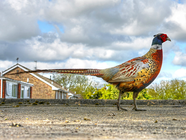 Friendly neighbourhood Pheasant. North Yorkshire