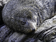 Very Relaxed male Fur Seal