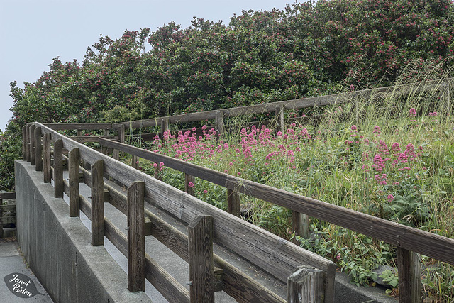 Pictures for Pam, Day 188: HFF: Back and Forth Fence with Flowers!