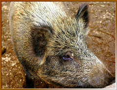 Hi, my name is Piggy... ©UdoSm