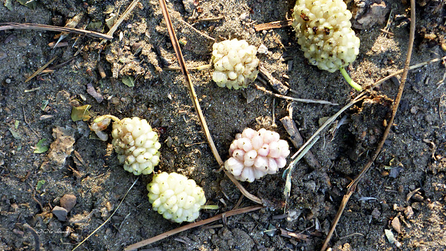 weiße Maulbeeren vom Baum gefallen