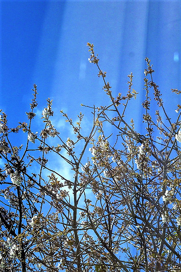The blossom looks so good against the blue sky