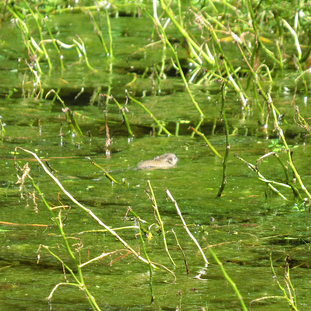 Swamp rabbit swimming in pond