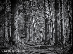 "The woods are lovely, dark and deep..........