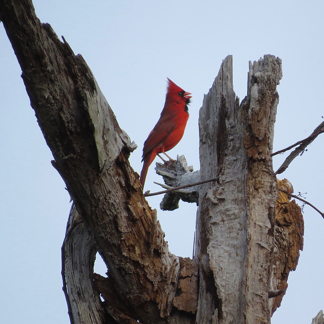 Northern cardinal singing in the morning