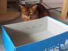Outside the box - Happy Caturday