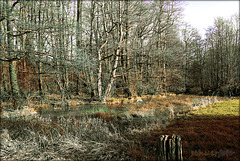 Naturwald