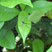 Filmy dome spider - Neriene radiata