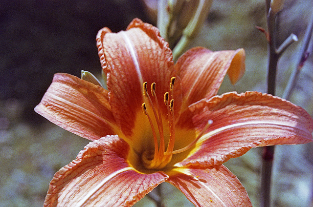 Day Lily Macro
