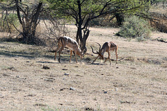 Namibia, Erindi Game Reserve, Duel of Impala Males