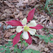 Columbine (Aquilegia) flower in the garden
