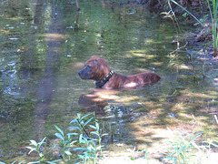 Rosie cooling off in the pond