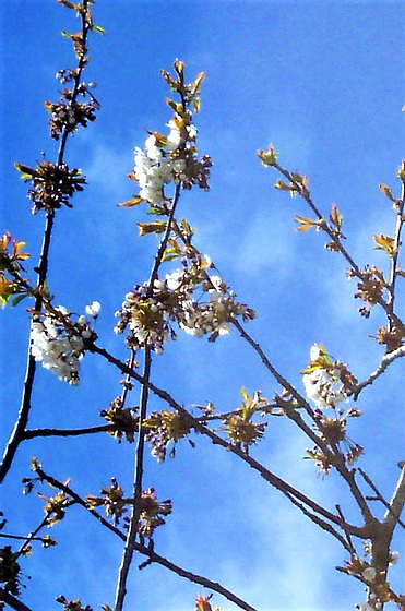 It's the start of Spring - soon more blossoms
