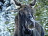 Male Moose are judged by the size  of their antlers