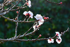 fleurs d'abricotier une semaine après