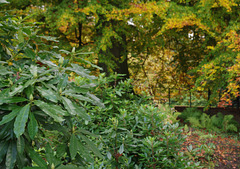 Autumn colours in Quarry Bank Gardens