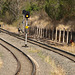 Spring Bluff Rail 2023 P9265024
