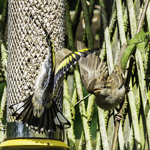 A bird feeder altercation