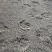 Dinosaur’s footprints