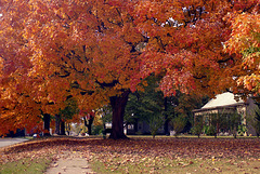 Fall Tree 2000