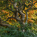Rich Autumn hues in Quarry Bank Gardens