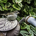 Young Sparrow and a tin bird