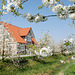 Kirschblüte bei Jork im Alten Land (2xPiP)