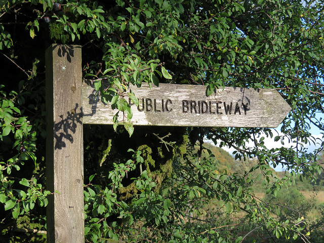 Public Bridleway