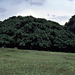 1982 war das der grösste Affenbrotbaum auf Sri Lanka