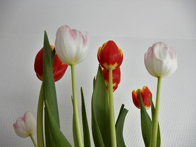 les tulipes en folie,