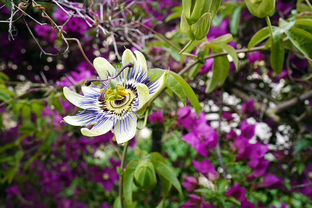 Passiflora edulis, Maracujá, Eden Garden, Cascais