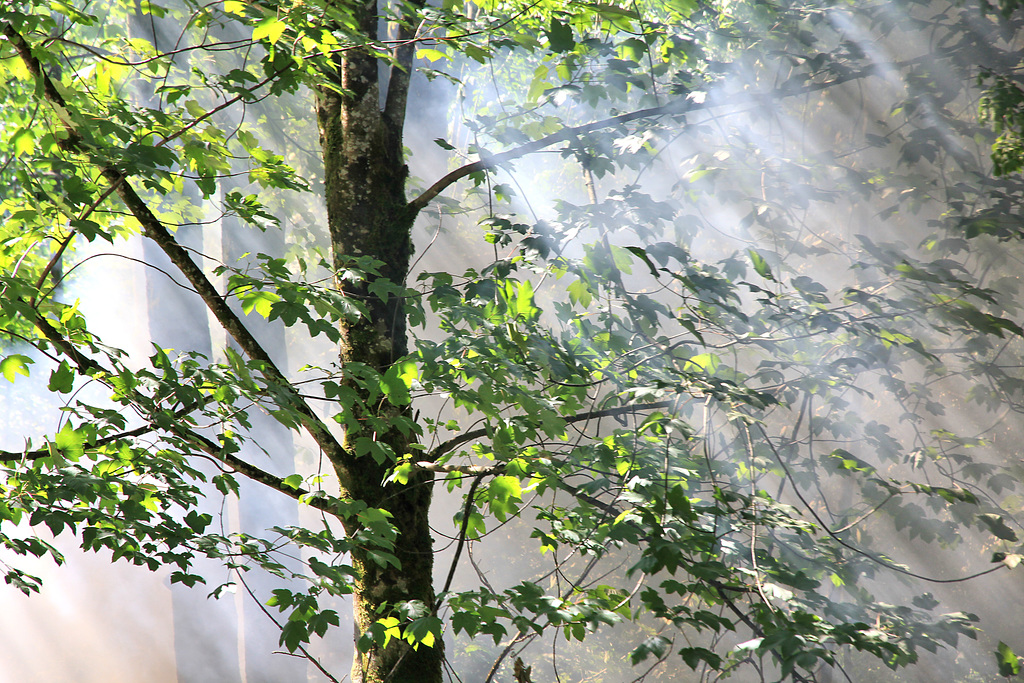 Dampf vom Wälderbähnle