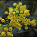 Mahonia aquifolium (2)