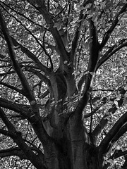 Tree in Autumn converted to B&W