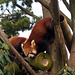 The red pandas, 3