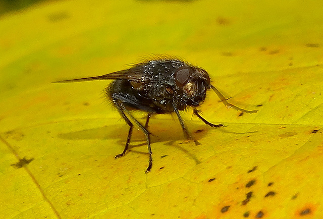 Strange Autumnal Fly 1
