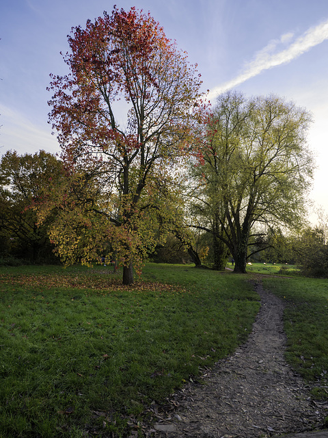 Trees in Autumn colours
