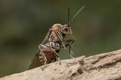 Oak Marble Gall wasp (Andricus kollari)