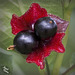 Black-Twinberry-Lonicera-involucrata