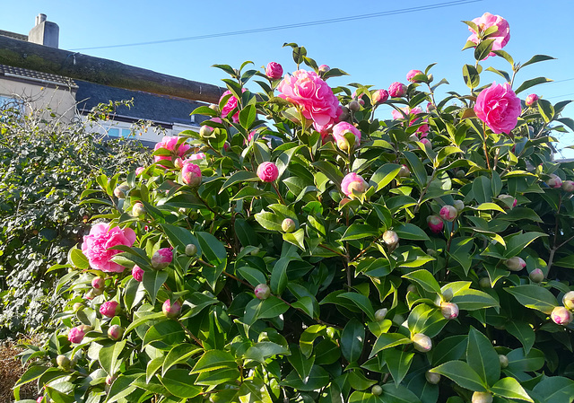 Couldn't resist another camellia shot.